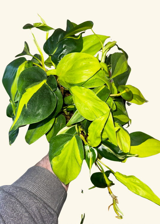 Caring for Philodendrons
