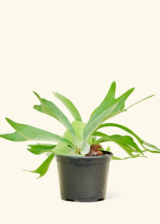 Troubleshooting Common Issues with Tropical House Plants
