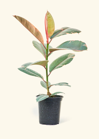 6” Ficus elastica 'Rubí'