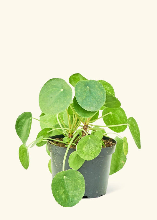 6” Pilea peperomioides ‘Chinese Money Plant’ 🐾