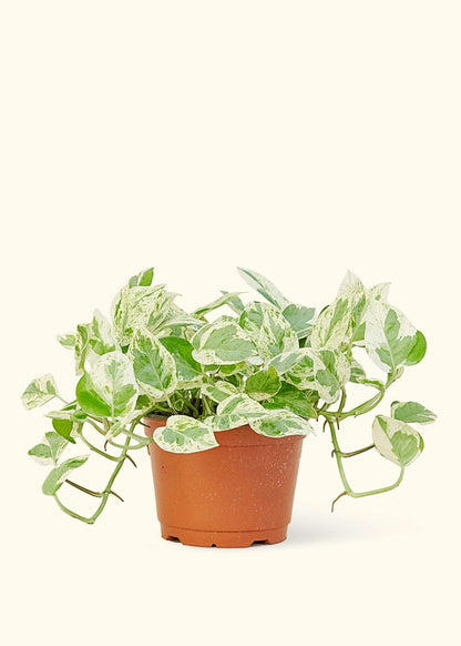 6” Pothos 'Pearls and Jade'