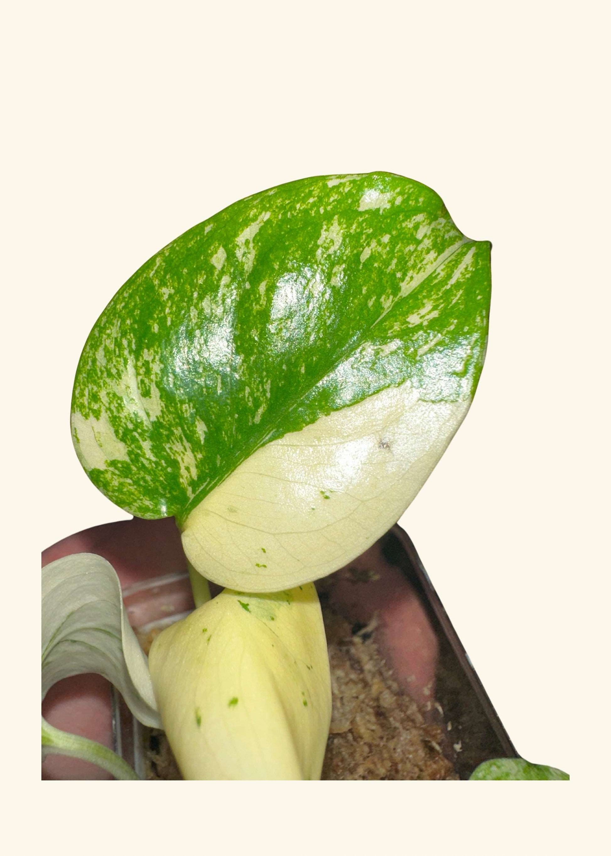 Monstera deliciosa variegata ‘Mint’ (VERY RARE)