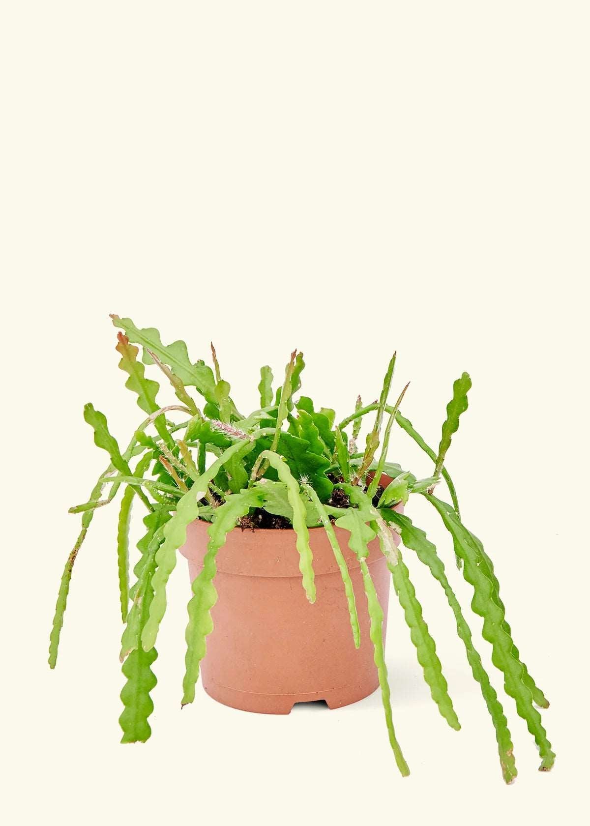 6” Ric Rac Cactus (Hanging Pot)