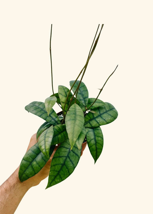4” Hoya callistophylla