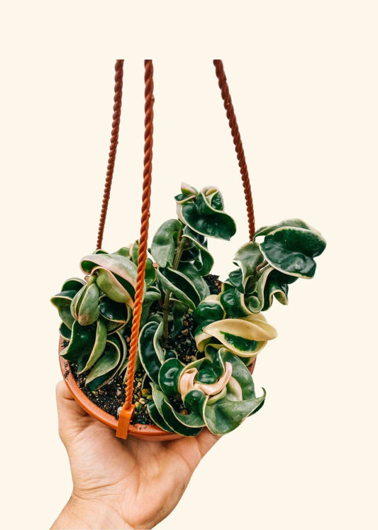 6” Hoya compacta variegata ‘Rope Plant’ (Hanging Pot)
