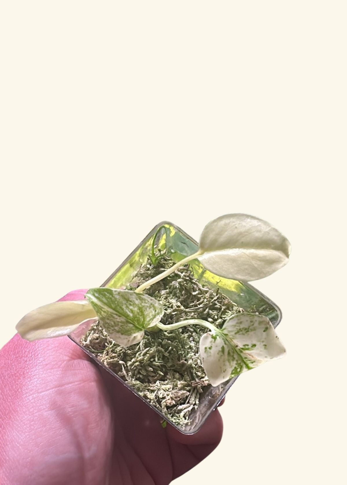 Monstera deliciosa variegata 'Mint' (Ultra rara)