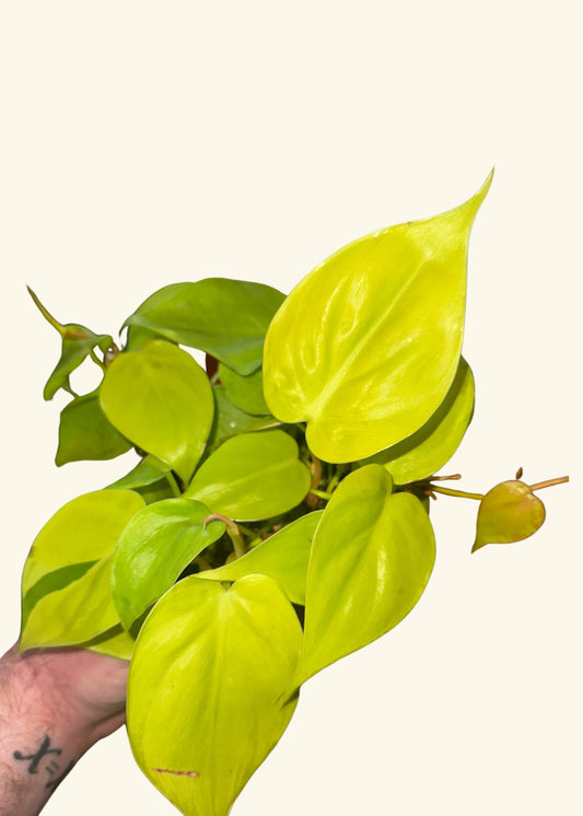 4” Philodendron 'Neon'