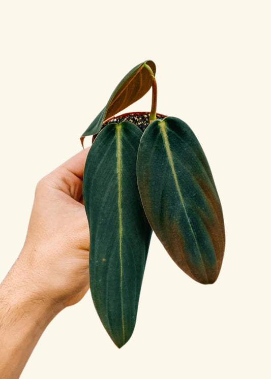 3” Philodendron gigas