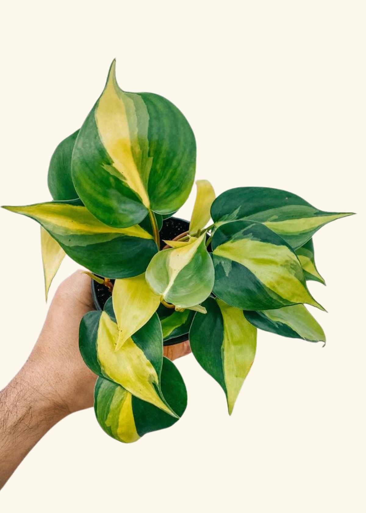 4” Philodendron 'Brasil’