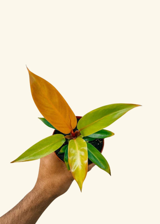 4” Philodendron erubescens ‘Prince of Orange'