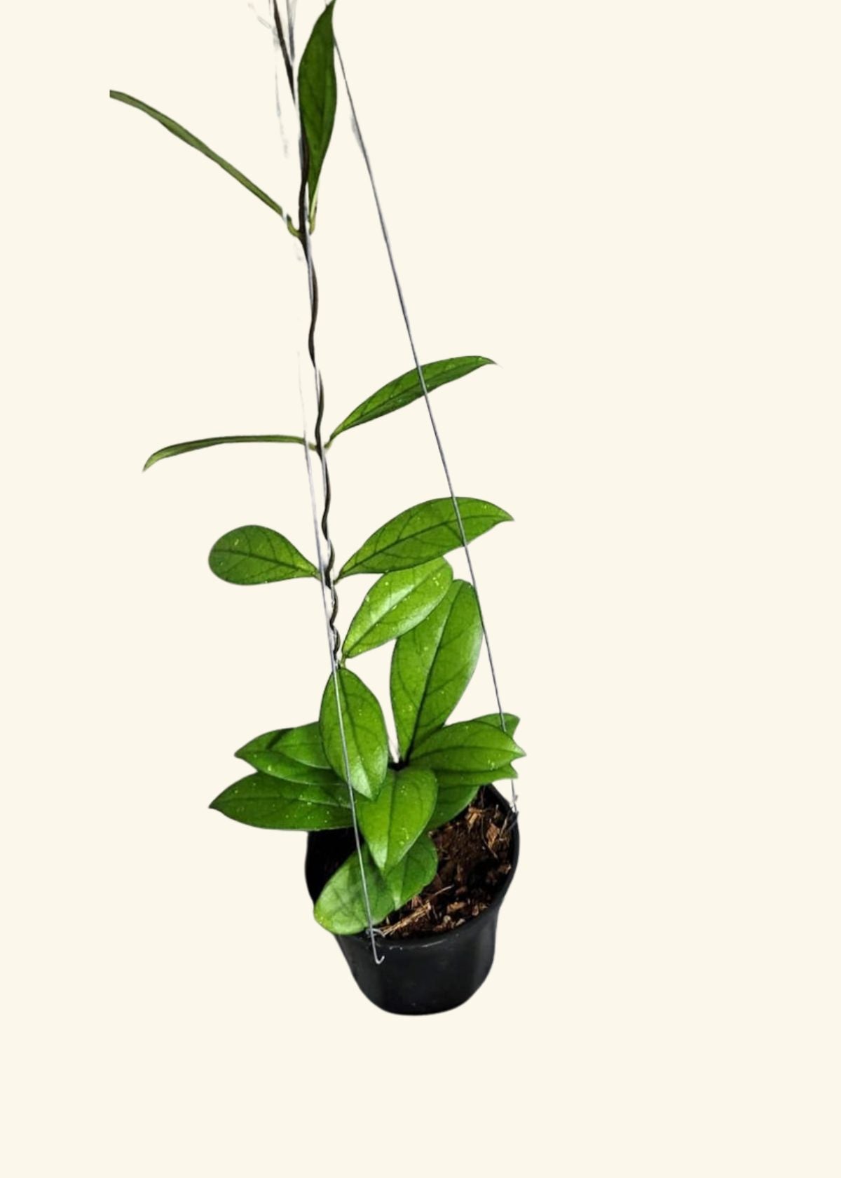 4” Hoya crassipetiolata 🐾 (Olla colgante)