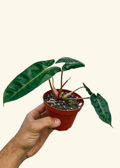 4” Philodendron billietiae