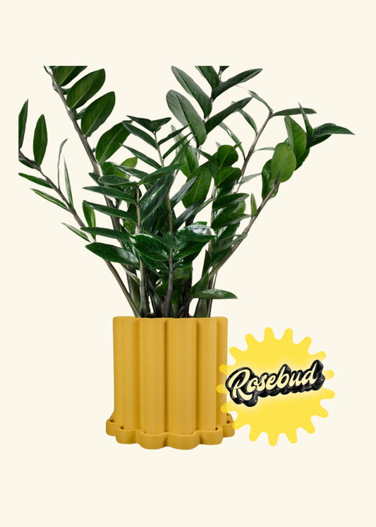 Rosebud HomeGoods “FLOW" Planter