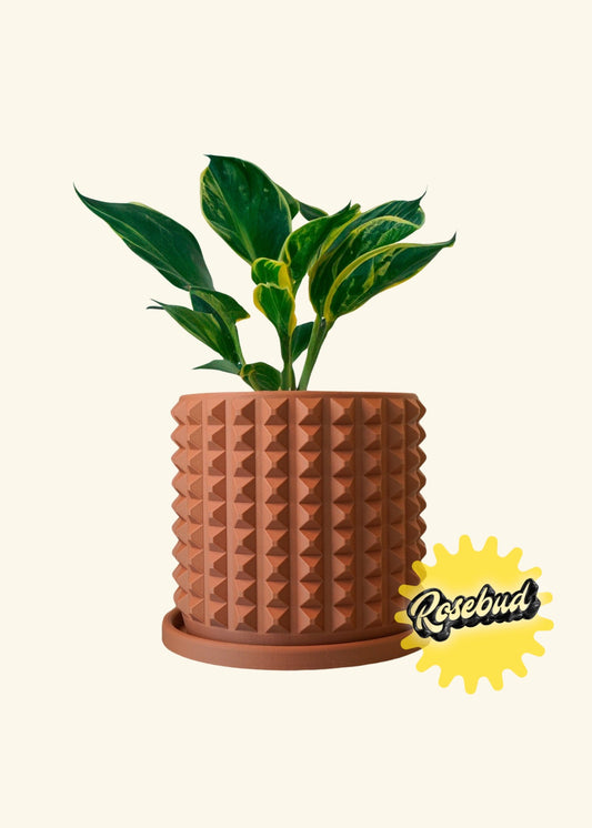 Rosebud HomeGoods CUBIST Plant Pot