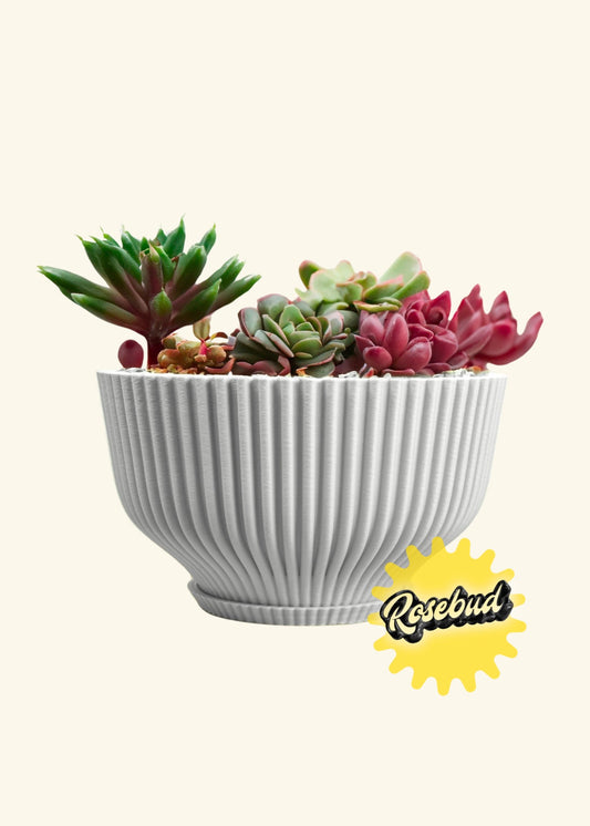 Rosebud HomeGoods Bonsai Pot