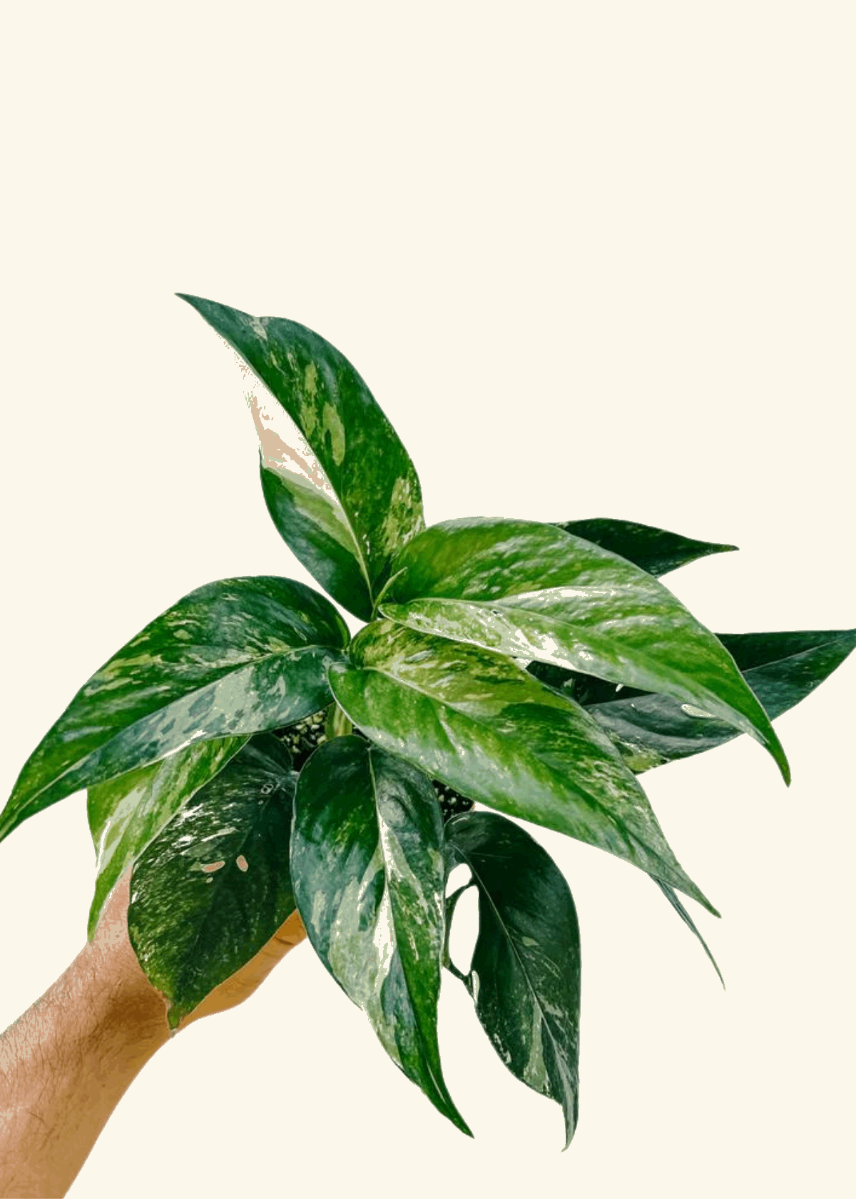 4” Epipremnum pinnatum variegata ‘Albo’