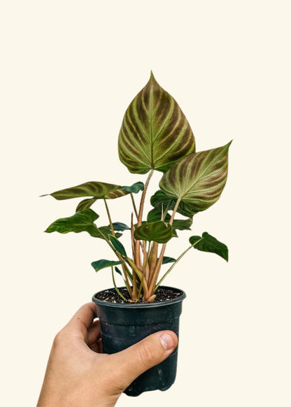 4” Philodendron verrucosum