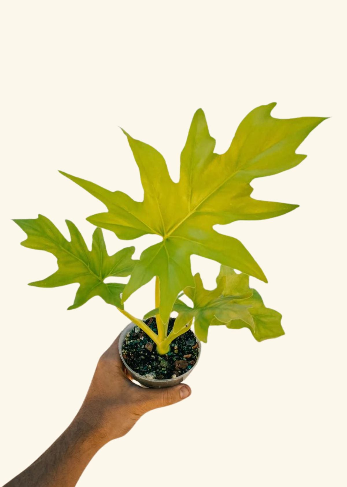 4" Philodendron warscewiczii ‘Aurea'
