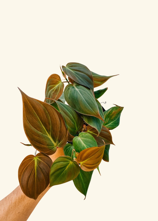 4” Philodendron micans ‘Velvet Leaf’