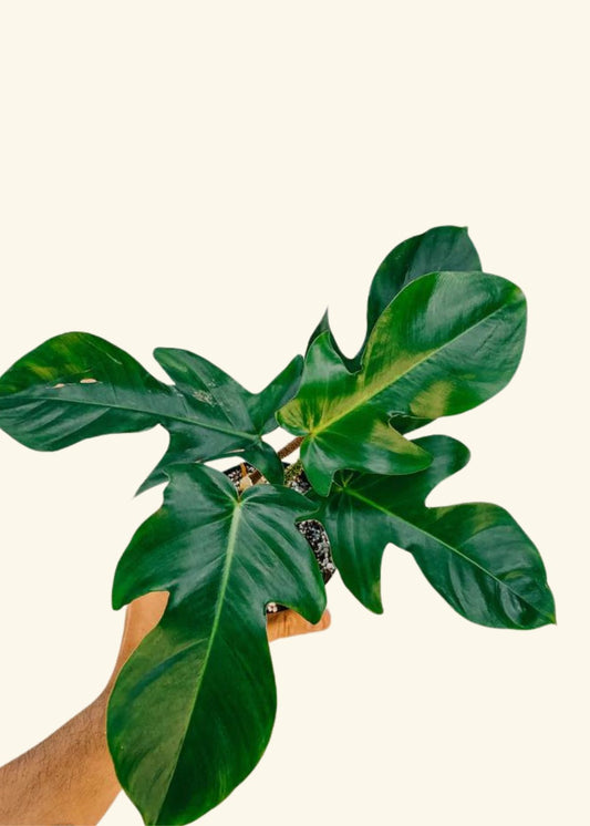 4” Philodendron squamiferum