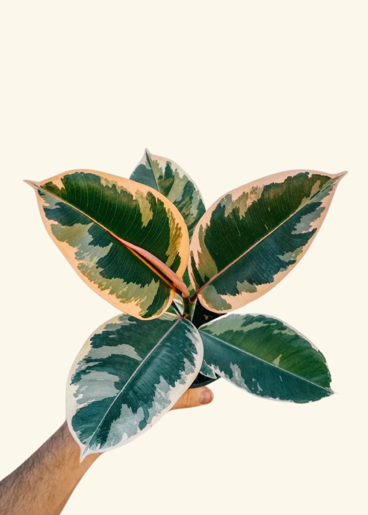 4” Ficus elastica variegata ‘Tineke’