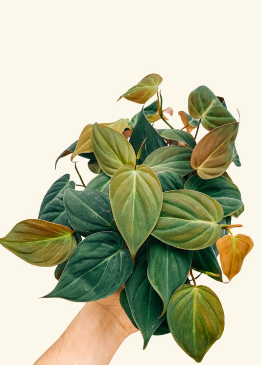 6” Philodendron micans '天鹅绒叶'（吊盆）