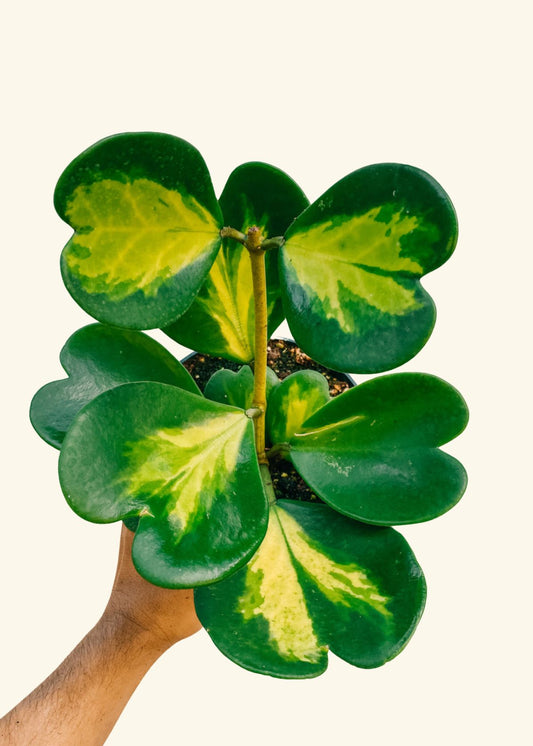 6” Hoya kerrii variegata (reverse/inner)