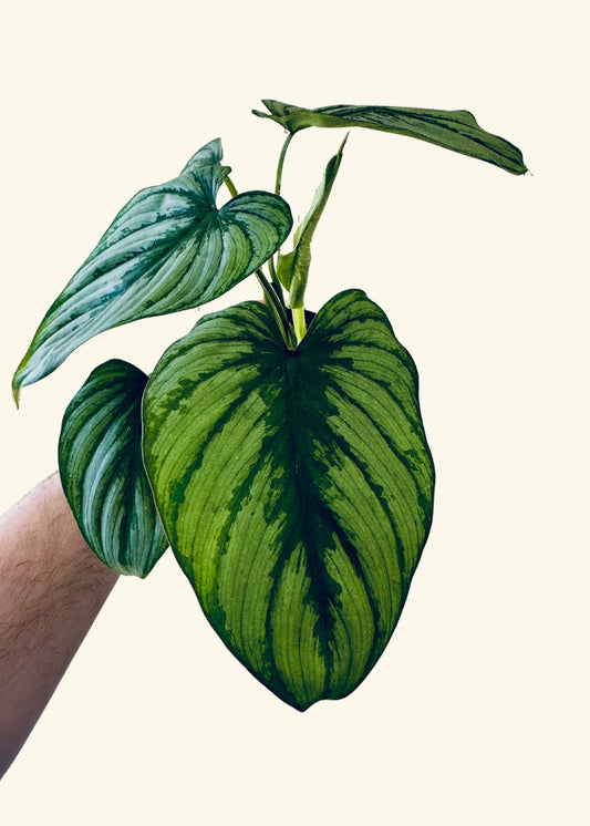 4” Philodendron mamei ‘Silver Cloud’ (Exact Plant)