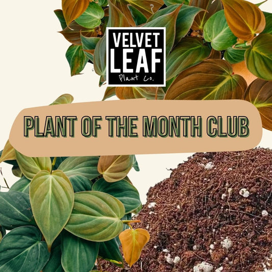每月植物俱乐部（订阅）