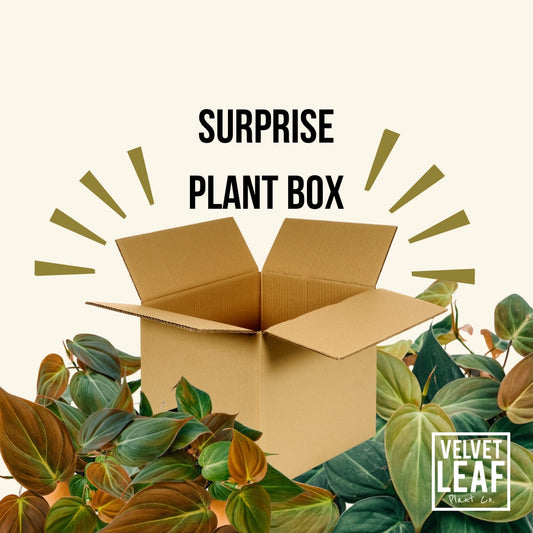 Caja de plantas sorpresa