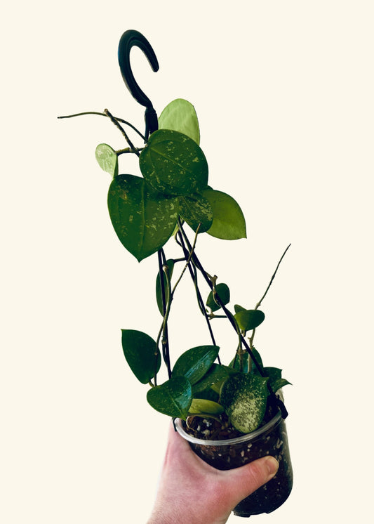 5” Hoya parasitica 'Splash' (Maceta colgante) (Planta exacta) 🐾