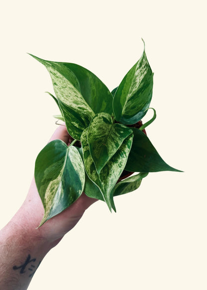 4” Philodendron cordatum variegata ‘Heartleaf’ (Very Full)