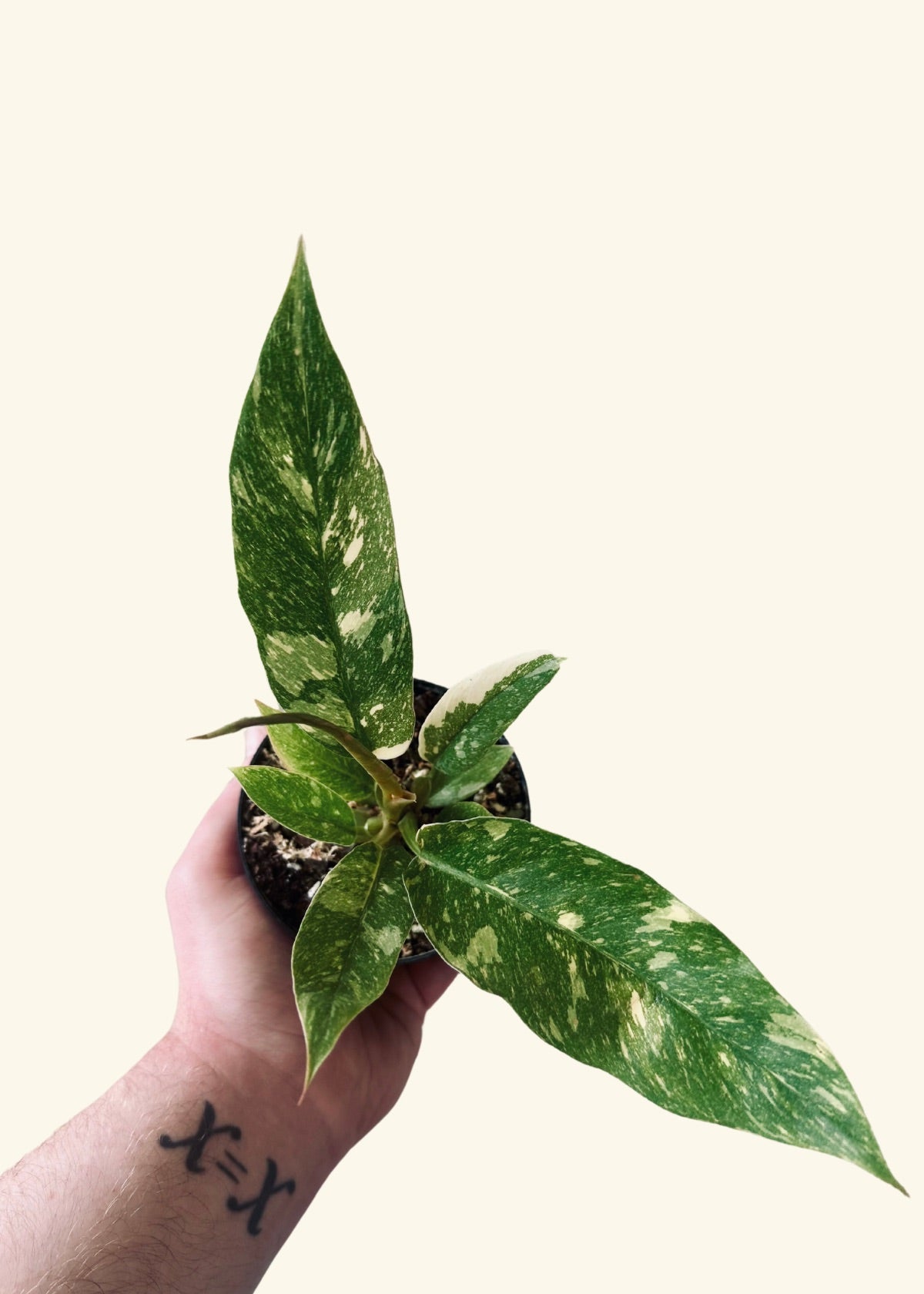 4” Philodendron ‘Ring of Fire’