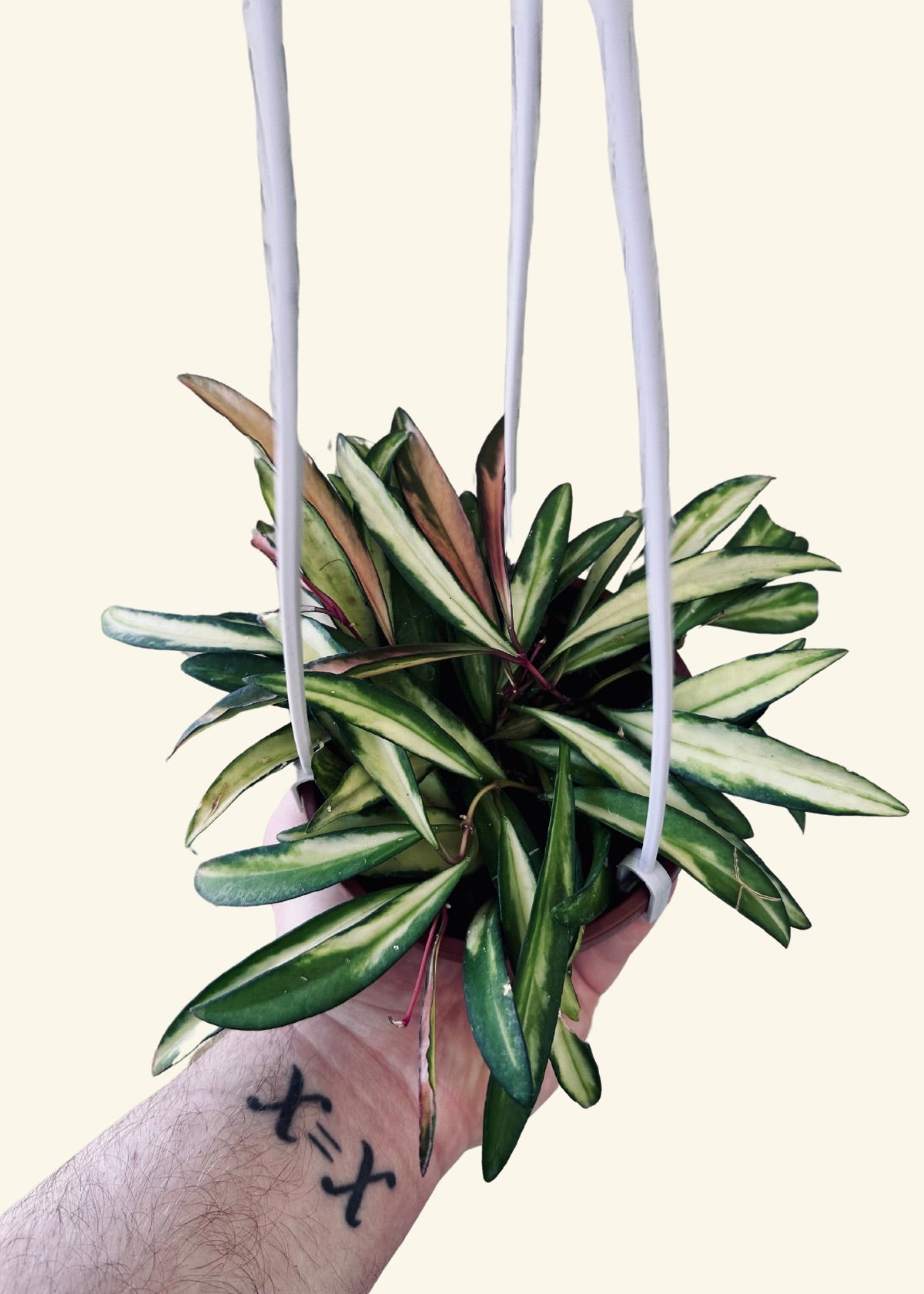 4” Hoya wayetii variegata (Hanging Pot)