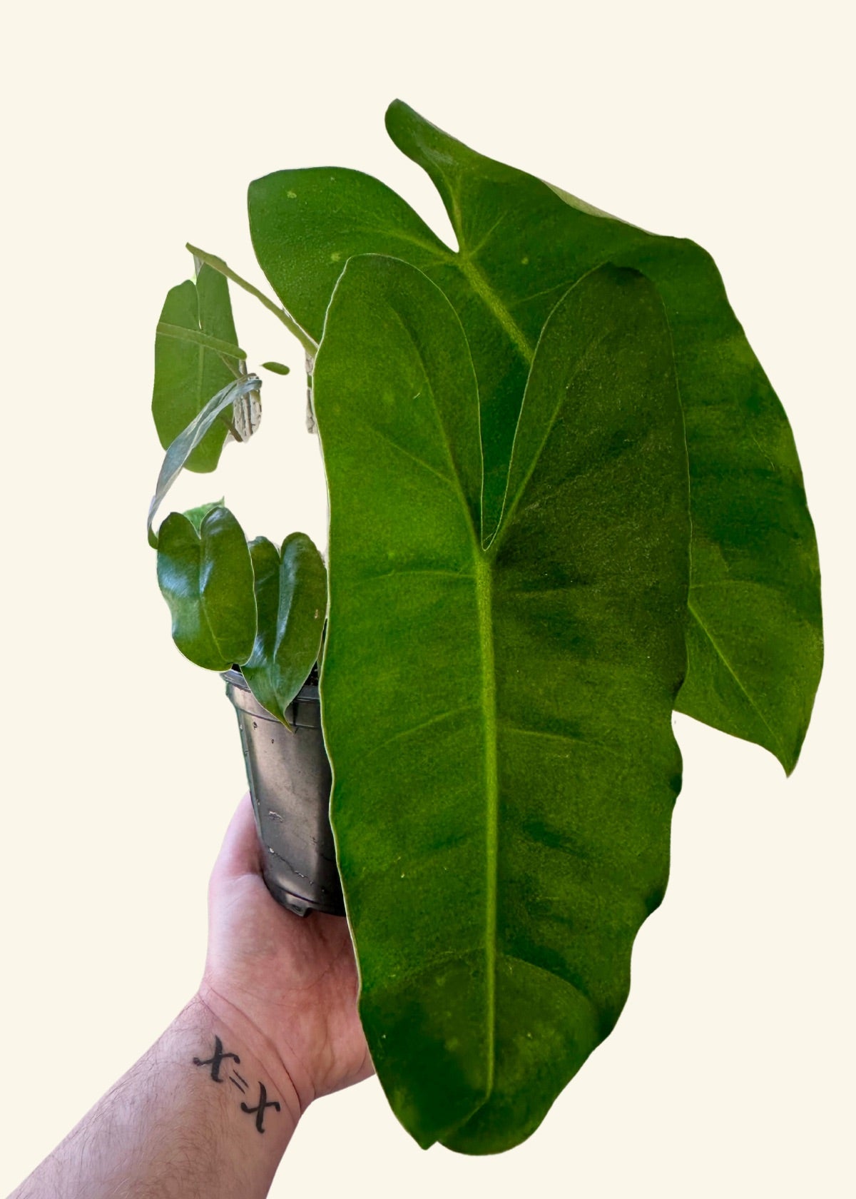 6” Philodendron ‘Burle Marx’