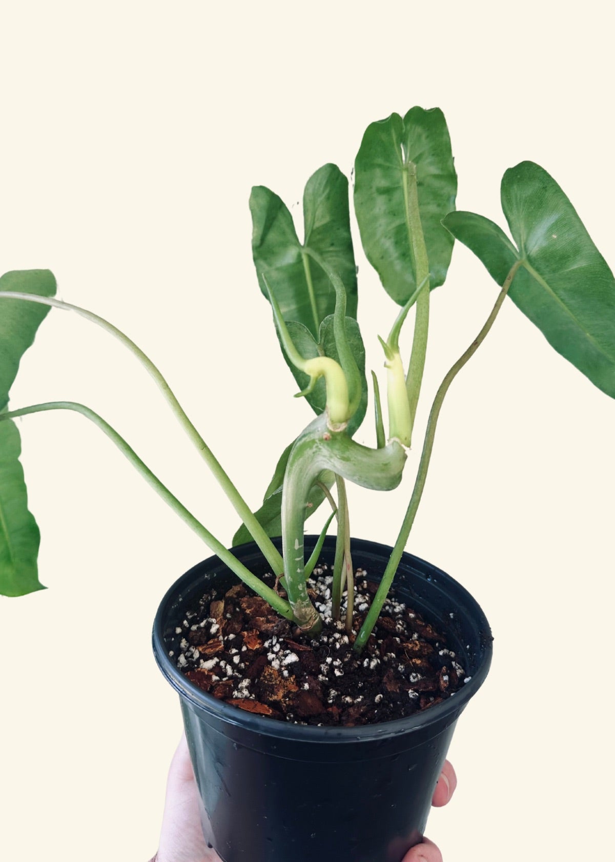 6” Philodendron ‘Burle Marx’