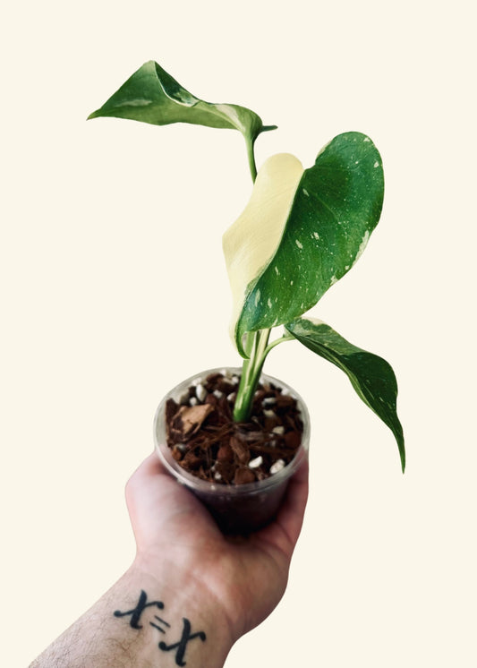 4” Monstera deliciosa ‘Thai Constellation’ (Half Moon Leaf) (Exact Plant)