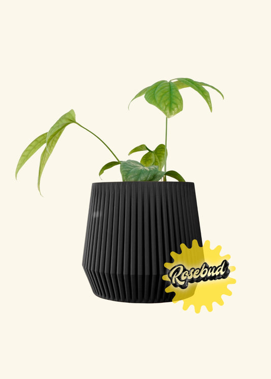 Rosebud HomeGoods “Stratos” Planter
