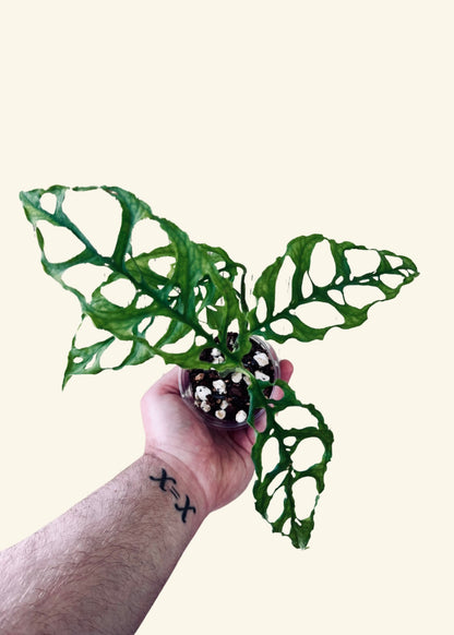 4” Monstera obliqua ‘Peru’ (Coco Totem) (Exact Plant)