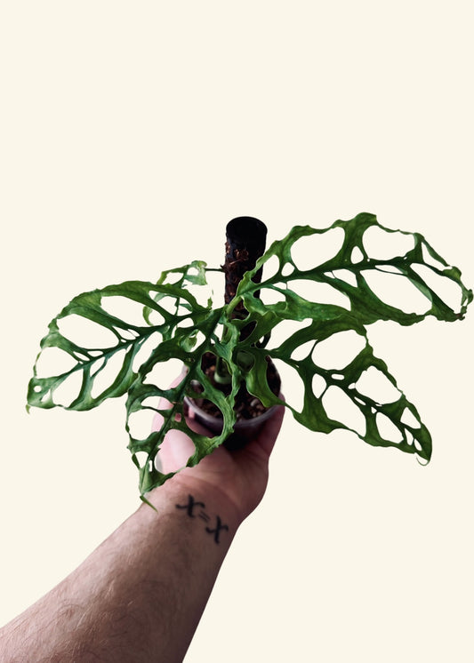 4” Monstera obliqua ‘Peru’ (Coco Totem) (Exact Plant)