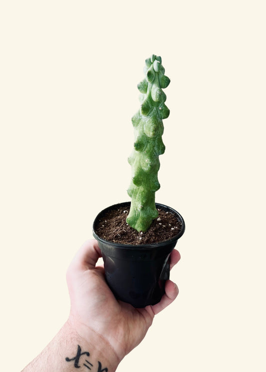 4" Myrtillocactus geometrizans 'Boobie Cactus'