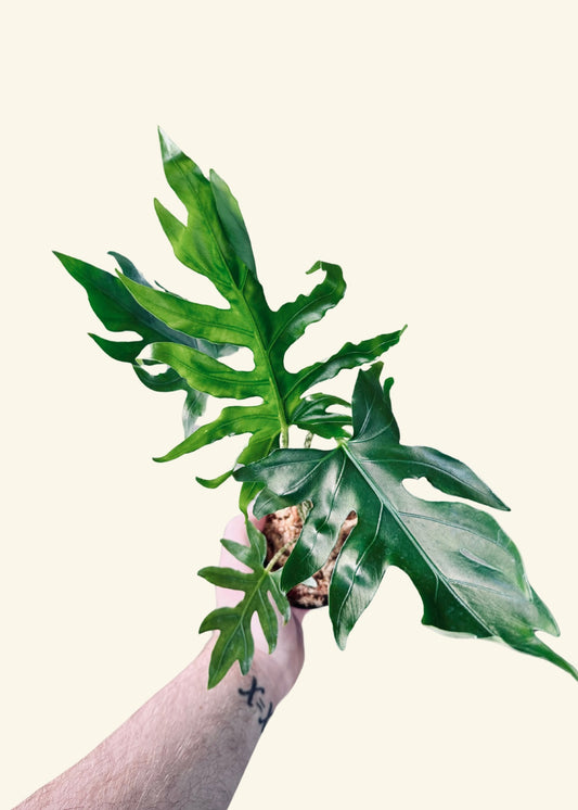 4” Alocasia brancifolia