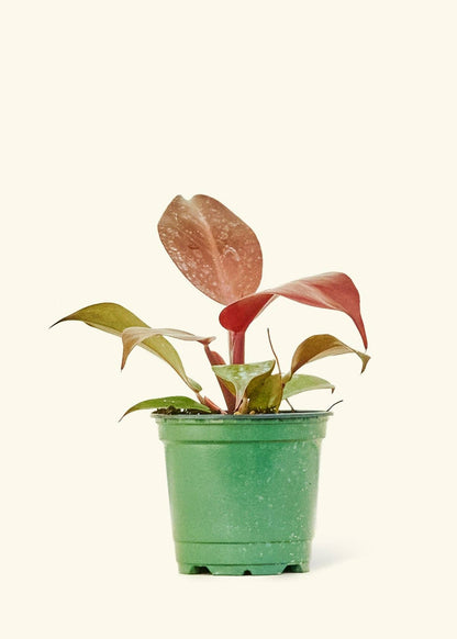 4” Philodendron 'Imperial Red'
