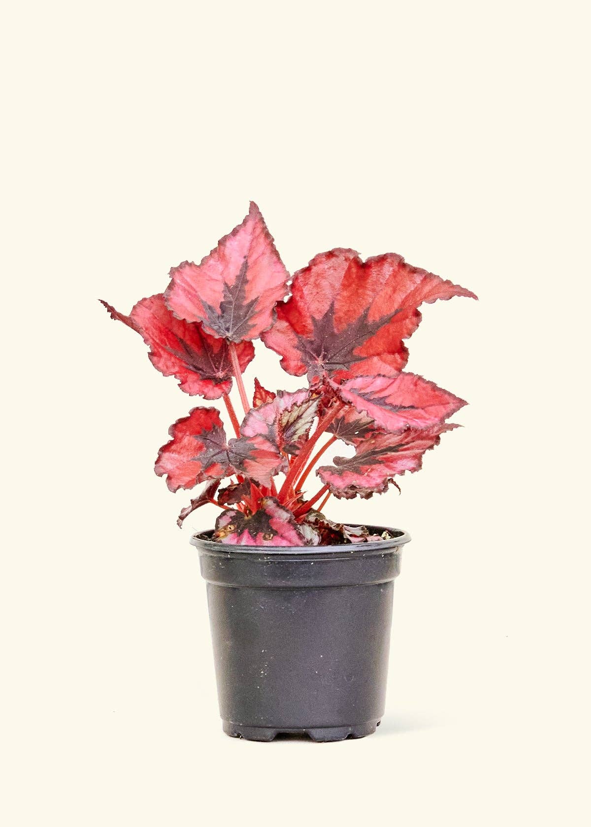 4” Begonia 'Red Robin'