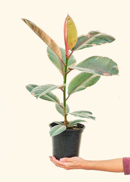 6” Ficus elastica ‘Ruby’