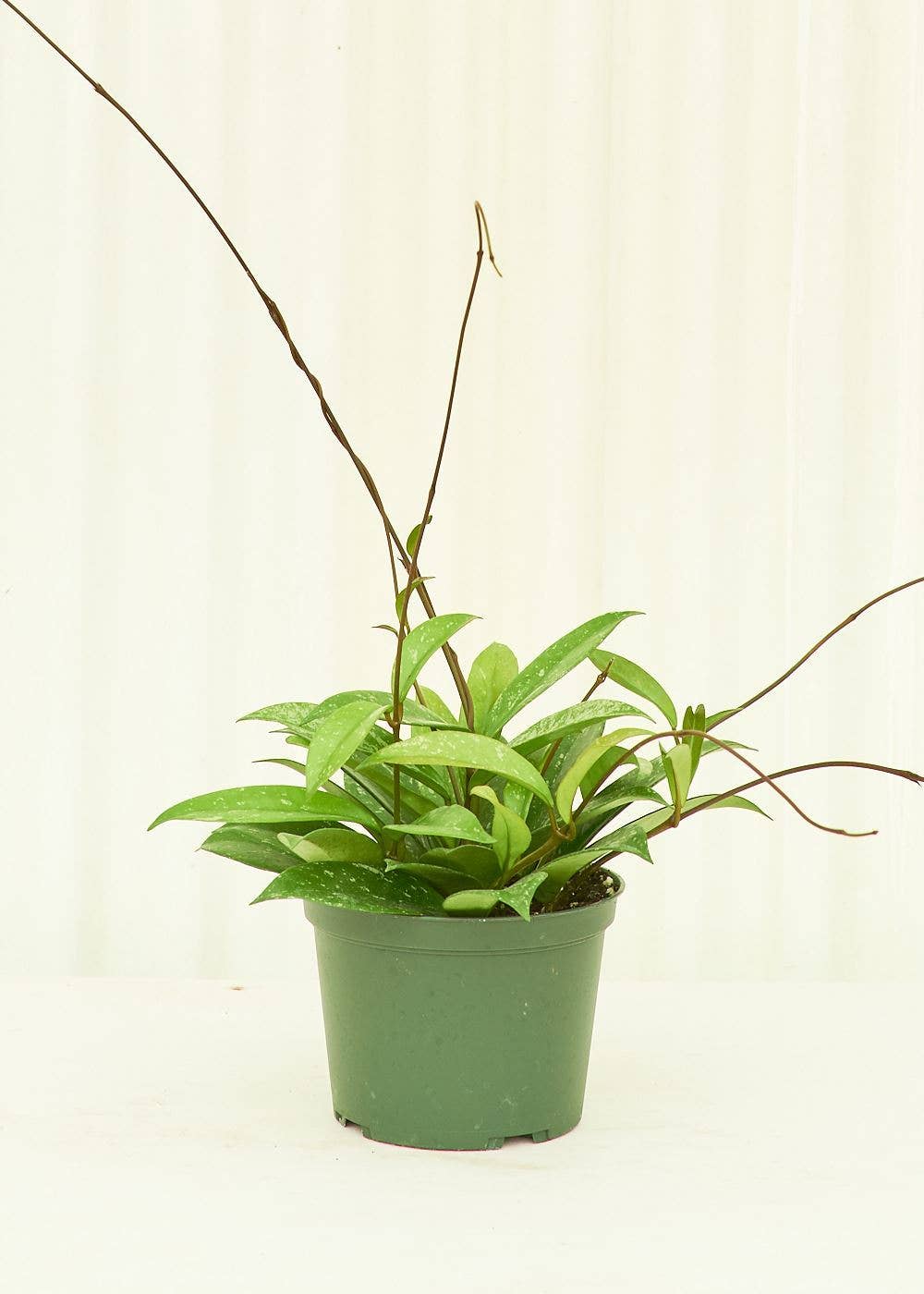 6” Hoya pubicalyx 'Silver Splash' (Hanging Pot) 🐾