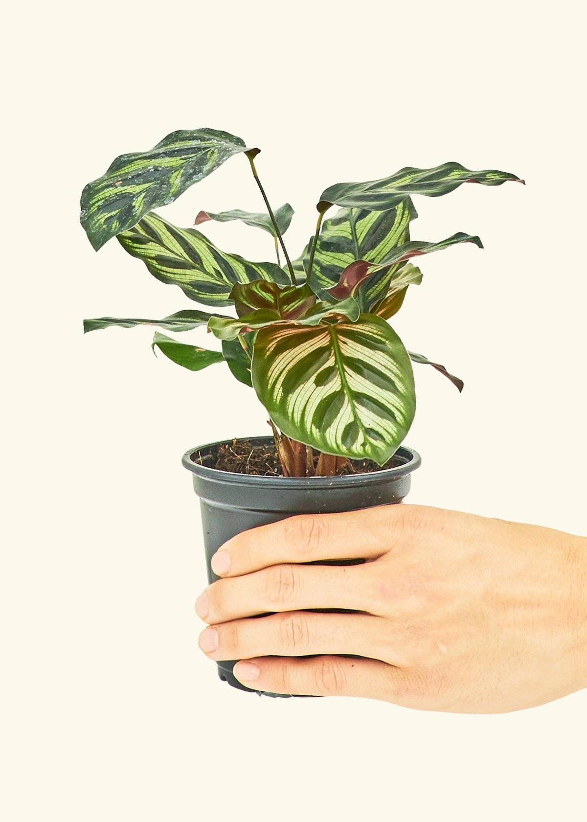 4” Calathea makoyana ‘孔雀植物’