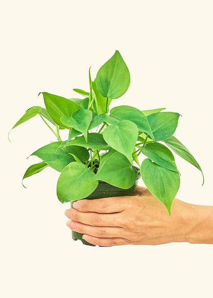 Planta viva Philodendron cordatum 'Heartleaf' de 4"